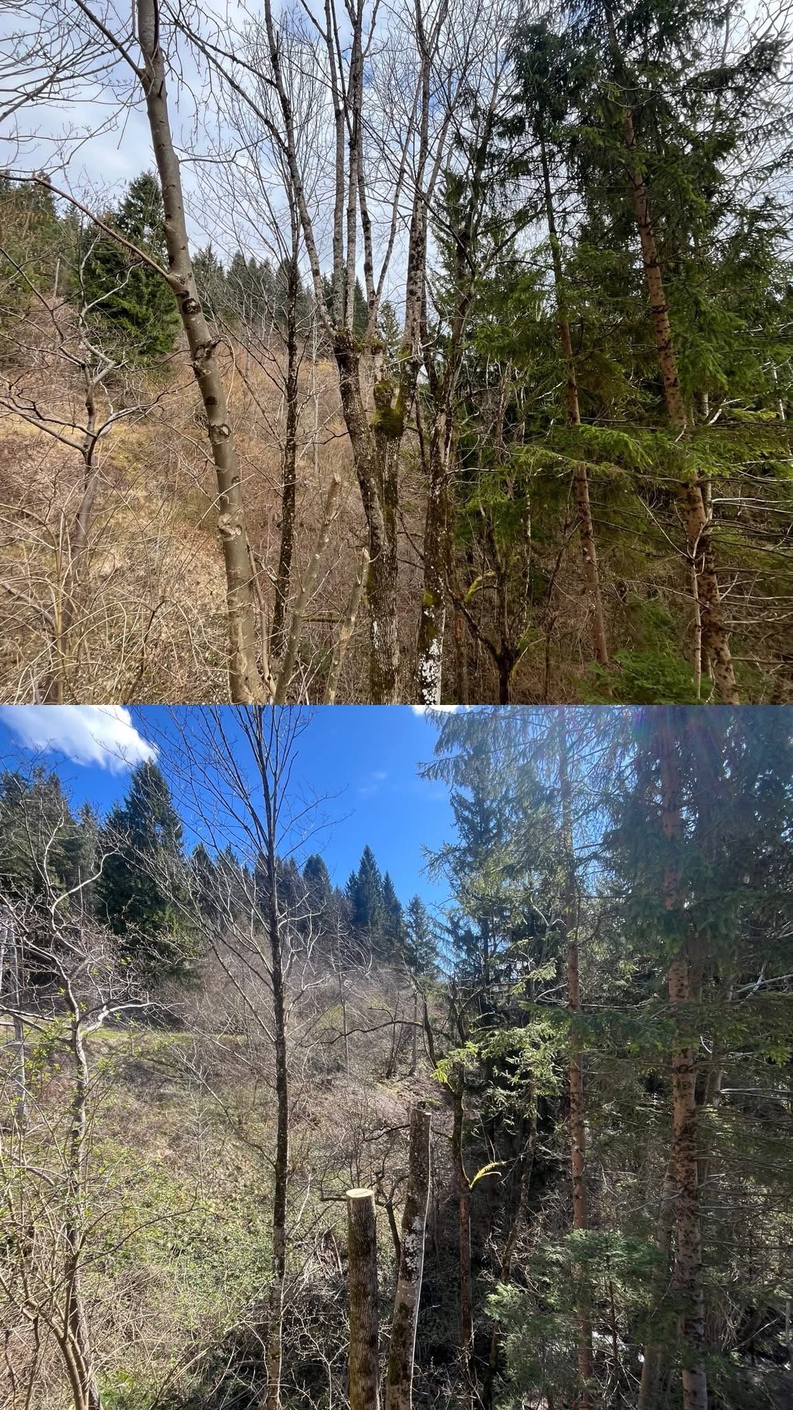 Višavc – arboristika