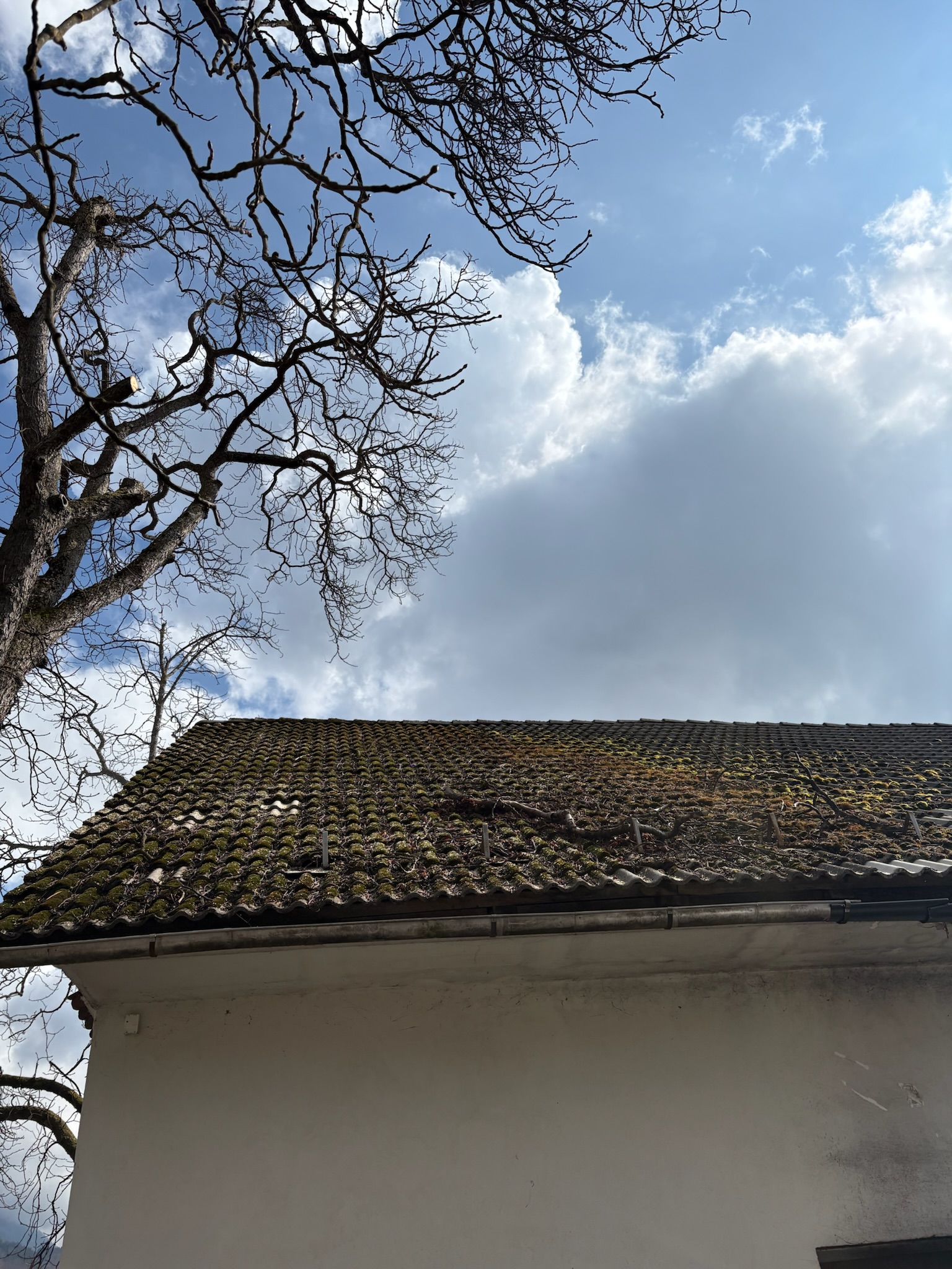Višavc – rezanje dreves