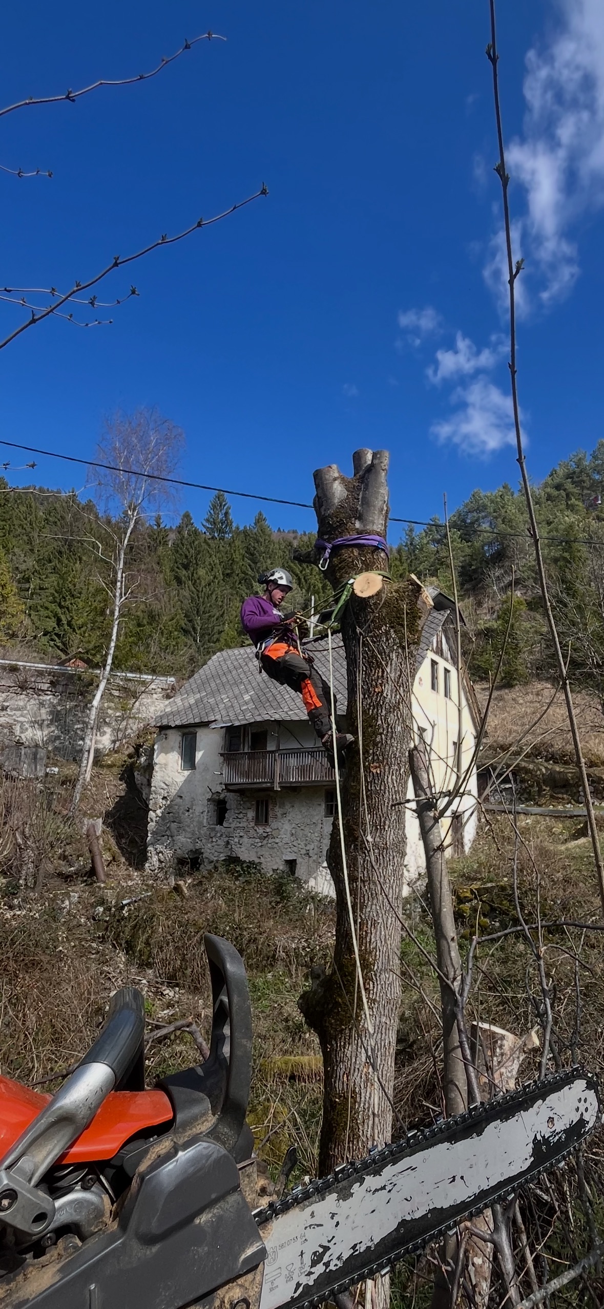 Višavc – arboristika